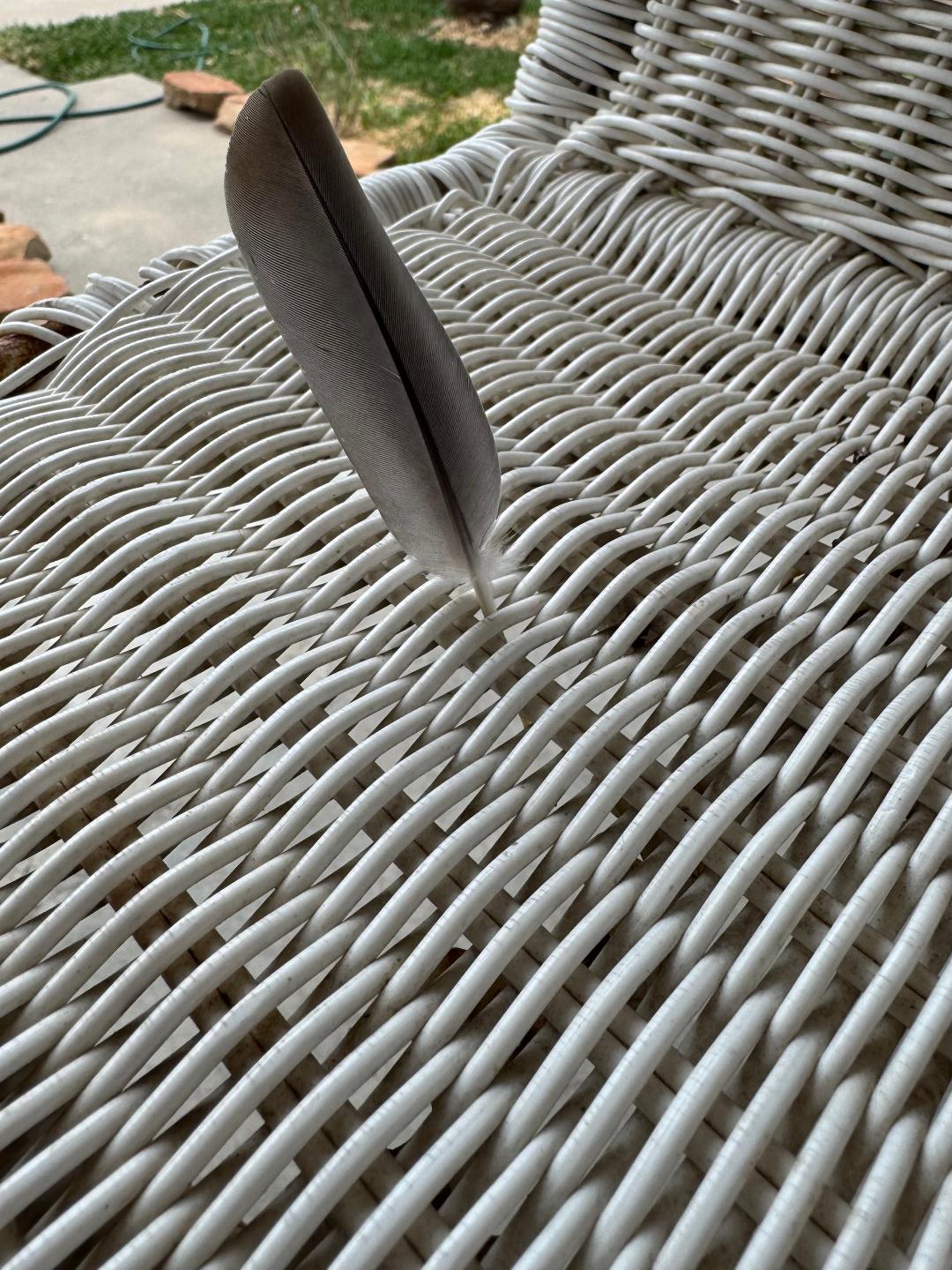 Feather Mike Pic